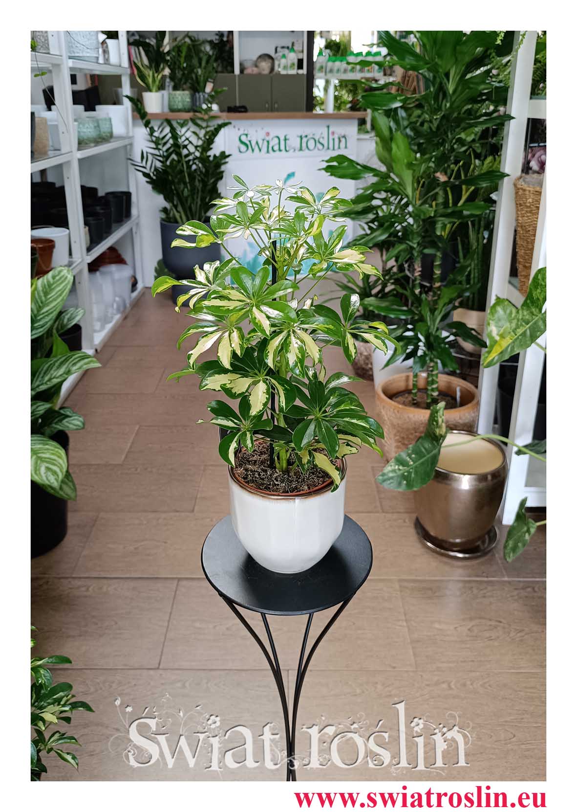 Szeflera Gerda do biura do hotelu do firmy do kawiarni do restauracji do mieszkania na parapet z dostawą online, Schefflera Arboricola Gerda